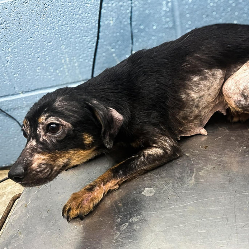 Shelter dog photo