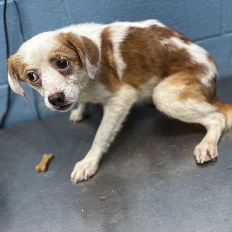 Shelter dog photo